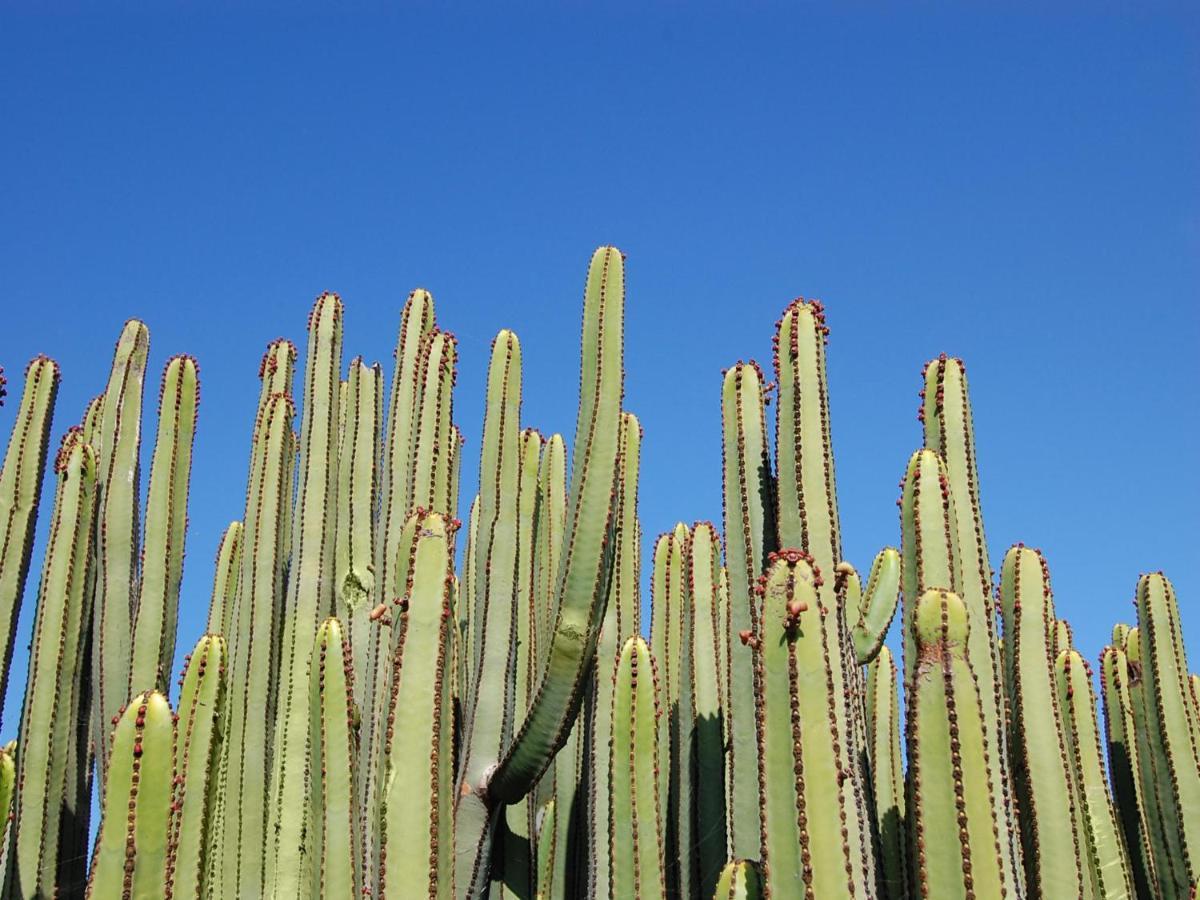 Albatross By Villagrancanaria Maspalomas  Exterior foto